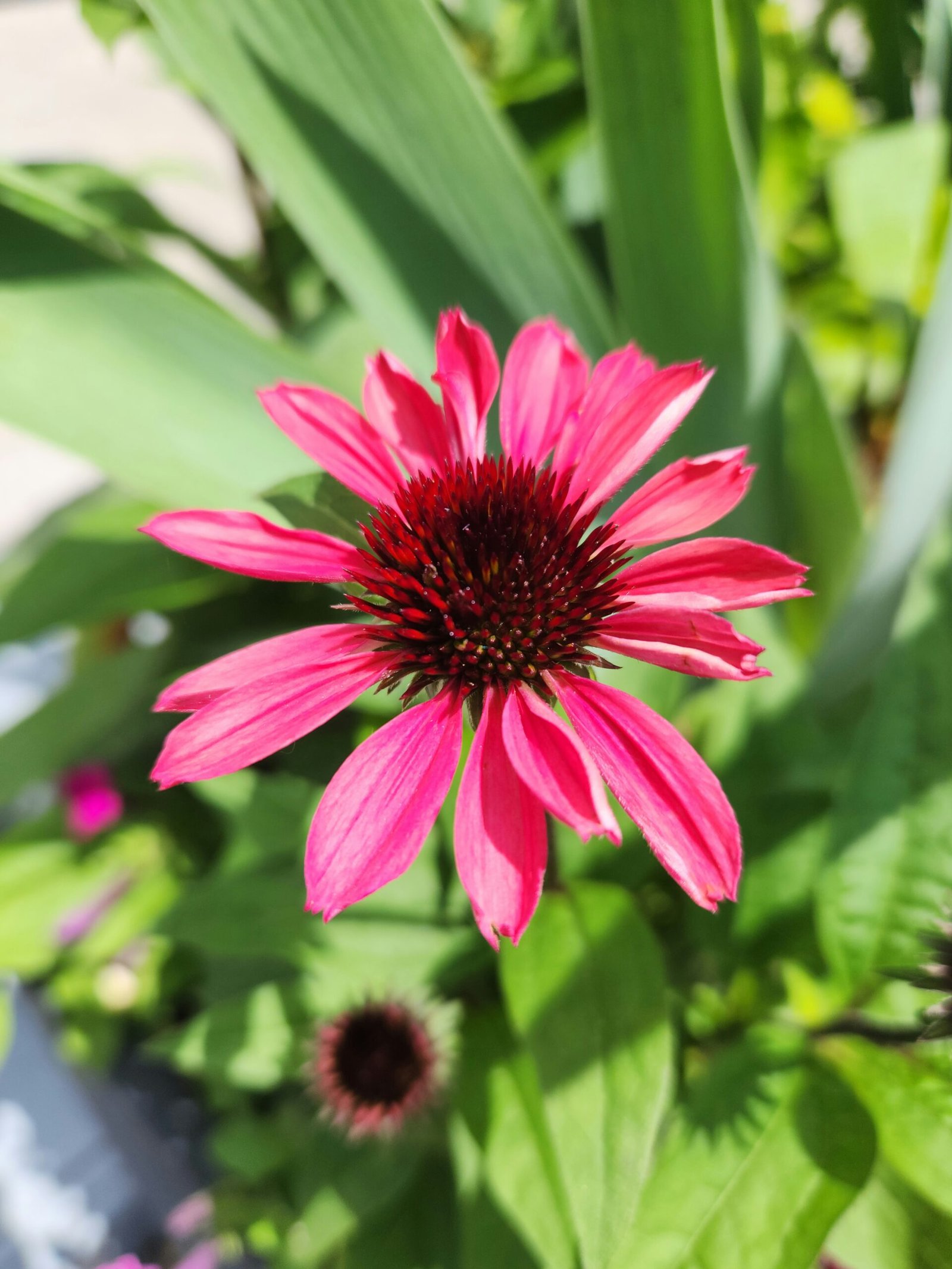 A pink flower with green leaves in the background