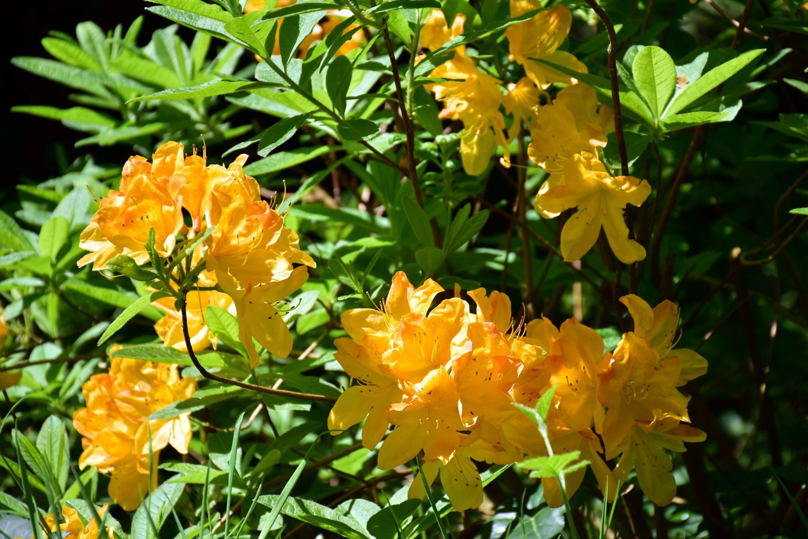 a bunch of yellow flowers that are in the grass