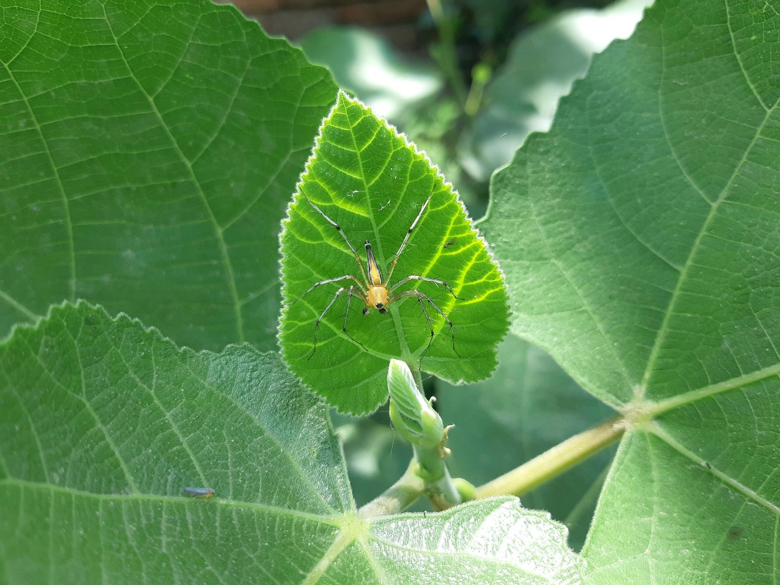 a green leaf with a bug on it