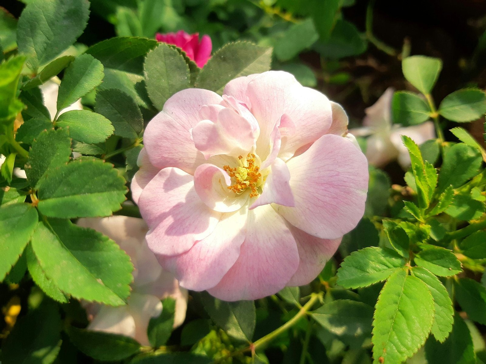Essential Autumn Gardening Tips for UK Gardeners: Preparing Your Garden for Winter a pink flower with green leaves around it