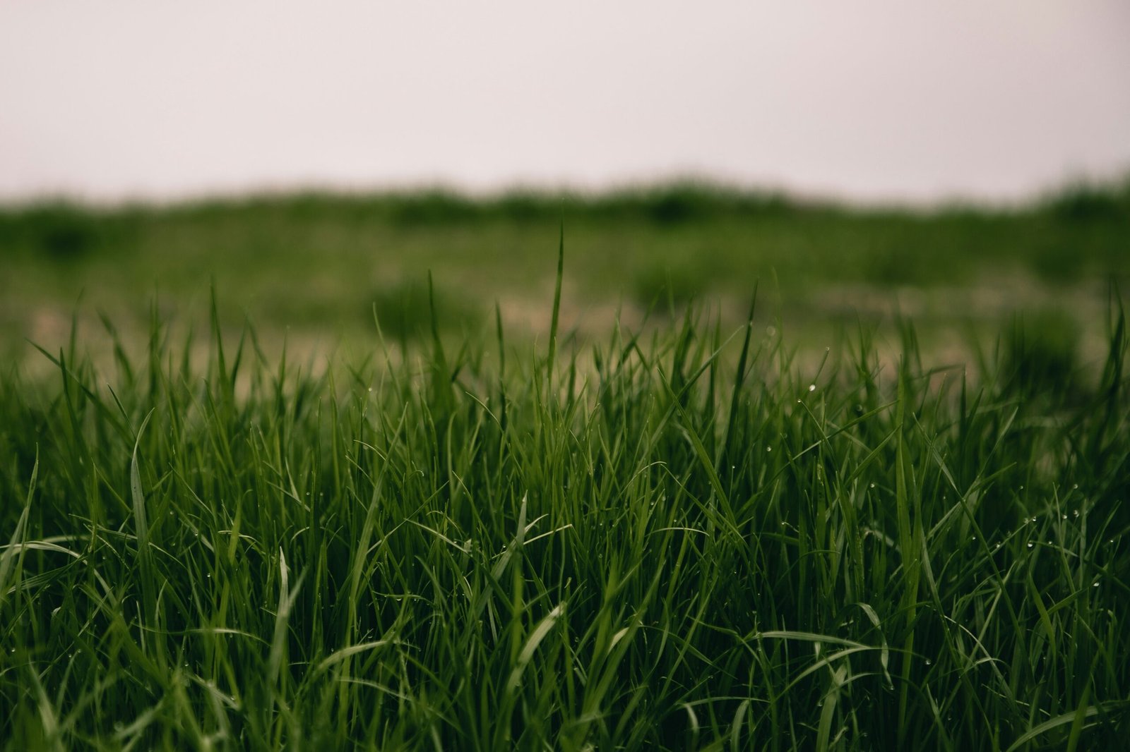 green grass field during daytime