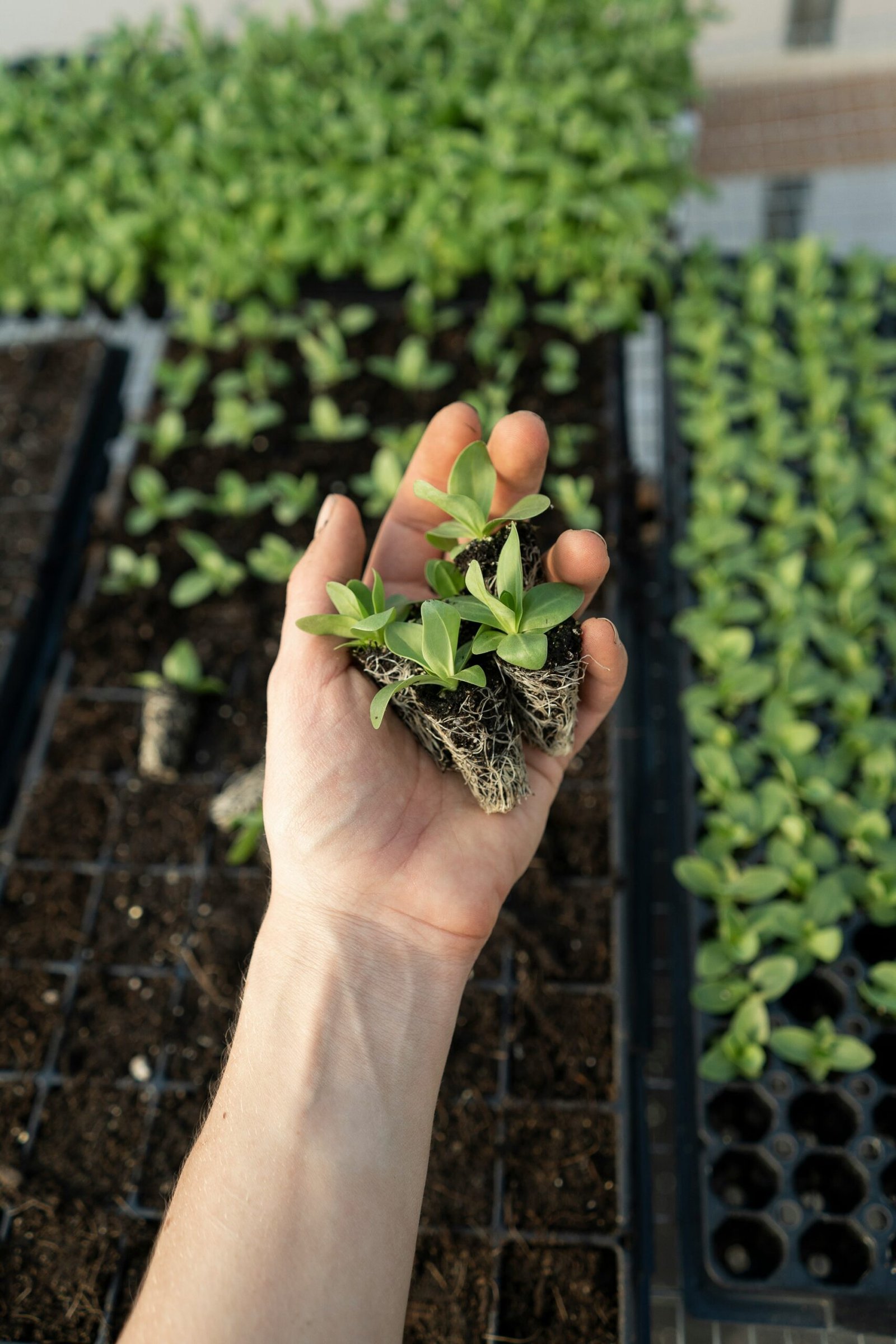 green plant on persons hand