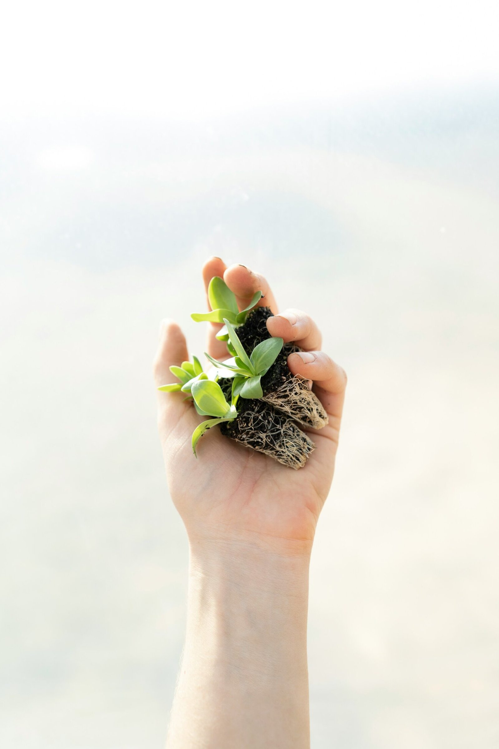 green succulent plant in black and white ceramic pot